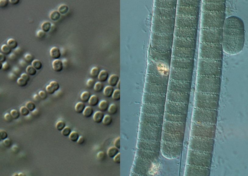10 Około 2400 milionów lat temu Fig. 10 Różne rodzaje sinic (kokoidalne, lewe zdjęcie, nitkowate, prawe). Bakterie te produkują tlen na drodze fotosyntezy.