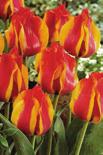 pl Tulipany egzotyczne V; 40 50 cm;
