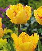 ) 11,00 zł Tulipany MAUREEN DOUBLE (3 szt.