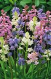 ) 4,9 zł Cebulica CAMPANULATA MIXED Jaskier