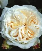 SANGERHÄUSER JUBILÄUMSROSE 80 cm; 8 10 cm
