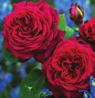 (Parfuma) B21 B22 100 cm; 8 cm GRÄFIN DIANA (Parfuma) 25 zł 80 cm; 7 cm
