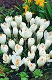 Botaniczne C21 C22 C23 C24 C25 III-IV; 15 cm; ADVANCE (5 szt.
