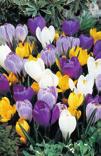 ) 6 zł C28 SPRING BEAUTY (5 szt.) 6 zł YALTA (5 szt.) 6 zł III-IV; 10 cm; C29 GOLDEN YELLOW (10 szt.