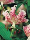 szt.) 4,5 zł C40 SPECIOSUM RUBRUM