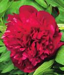 ) 11,2 zł V-VI; 50 cm SARAH BERNHARDT (1 szt.