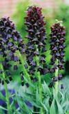 ) 5,5 zł EREMURUS PINOKKIO (1 szt.