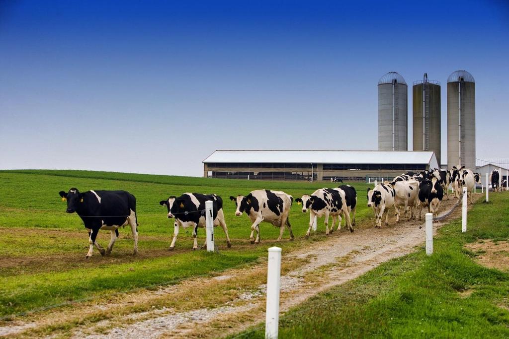 Spis treści Pogłowie Skup mleka Ceny skupu mleka Produkcja artykułów