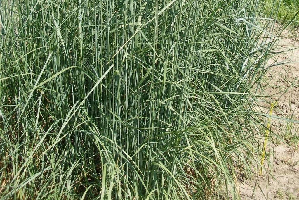 Agropyron elongatum,