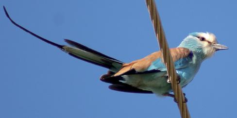 Przedstawiciele pierwszej z nich są najlepiej znani i szeroko rozprzestrzenieni w Eurazji, Afryce i Australii, natomiast zasięg mniej znanych ziemnokrasek ogranicza się do Madagaskaru.