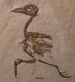 Z pewnością przydaje się ona, gdyż ptaki te zamieszkują wilgotne lasy tropikalne. Tylko jeden gatunek, dziwokraska (Uratelornis chimaera), występuje na suchych terenach porośniętych gęstymi krzewami.