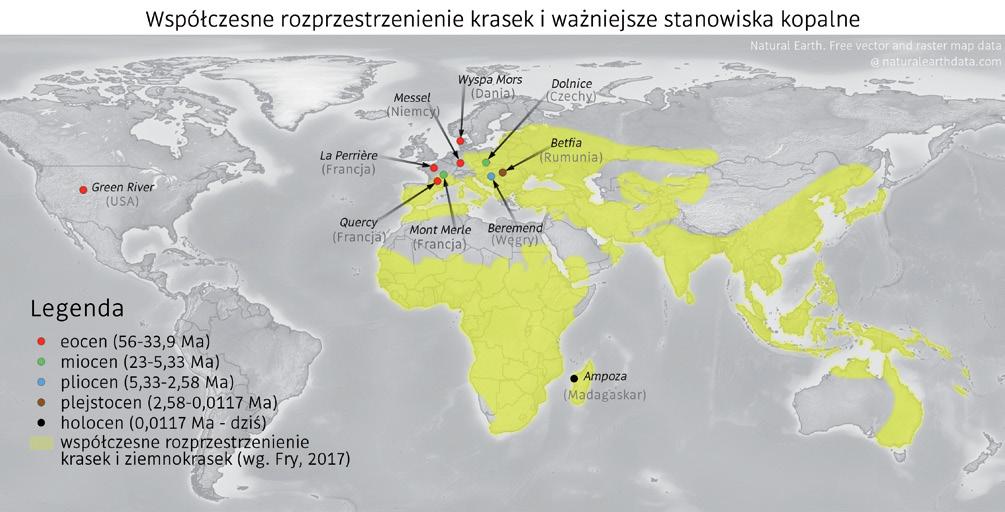 rys. Alina Gerlee zwyczajna (Coracias garrulus) wbrew swojej nazwie jest jednym z najbardziej niezwykłych przedstawicieli rodziny krasek. Niestety w Polsce już prawie wyginęła.