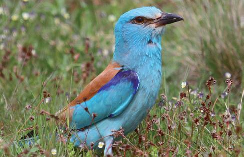 Bretta-Surmana i Thomasa Jorstada z Smithsonian Institution za udostępnienie fotografii Primobucco, dla Aliny Gerlée za wykonanie mapy oraz dla Nicka Athanasa (Tropical Birding) i Dubiego Shapiro za