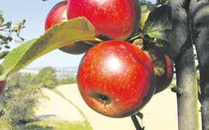 Najbardziej sprzyja jej klimat umiarkowany. W tym klimacie uprawiana jest na całym świecie. Malus to starorzymska nazwa jabłoni. Pochodzi od greckiego słowa malon, co oznacza jabłko.