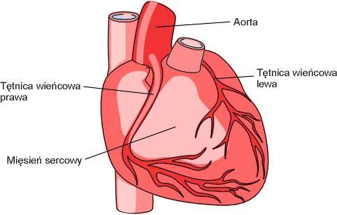 Ukrwienie serca Serce jest zaopatrywane w krew tętniczą przez prawą i lewą tętnicę wieńcową, które odgałęziają się od aorty tuż powyżej zastawki aorty.