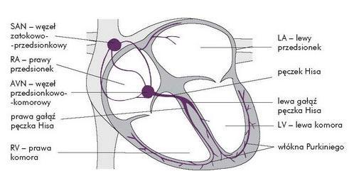 Układ przewodzący serca Serce cechuje się autorytmicznością, co oznacza, że generuje ono własne bodźce elektryczne i bije niezależnie od kontroli nerwowej lub hormonalnej.