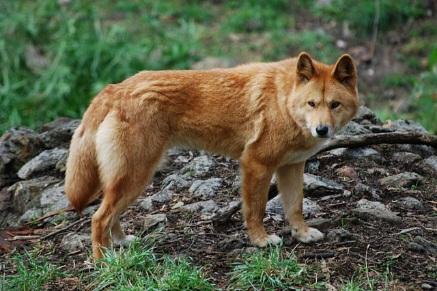 Zosia powiedziała mi, że w Australii nie ma lwów, lampartów ani tygrysów. Są tylko dzikie psy dingo. Powiedziała mi też o szkole. Uczą się w niej, jak żyć razem z naturą.