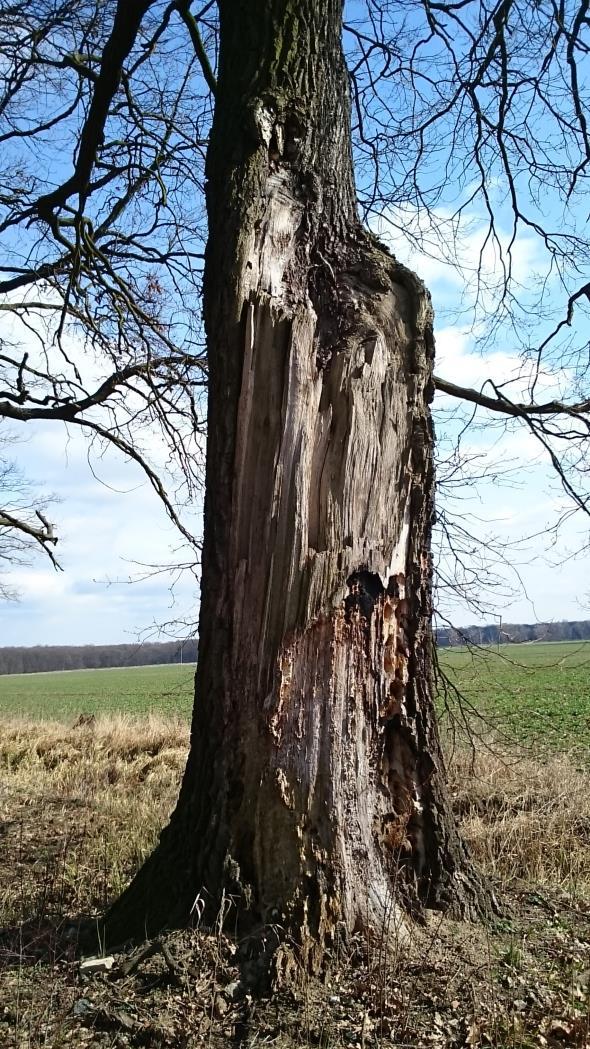 zweryfikować i uszczegółowić zwy gatunkowe o oparciu o badania wykone w okresie umożliwiającym prawidłowe rozpoznie.