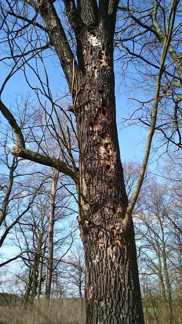 weryfikacji specjalisty z zakresu arborystyki Fot. 1. Drzewo z licznymi uszkodzeniami, wymagające zabiegów arborystycznych. Fot. 2.