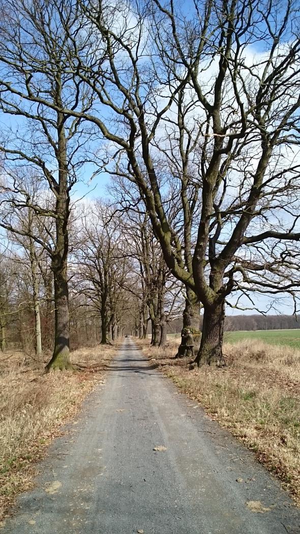 sadzenia uzupełniające, które wypełnią luki po nieistniejących