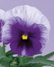 Select Viola wittrockiana najlepsze na