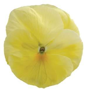 Major Viola wittrockiana duży kwiat bogata kolorystyka zwarty wzrost