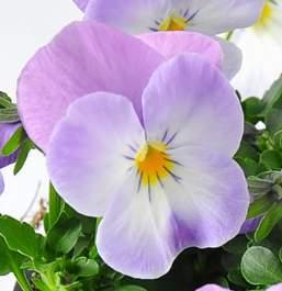 Cornet Viola cornuta średniosilny wzrost