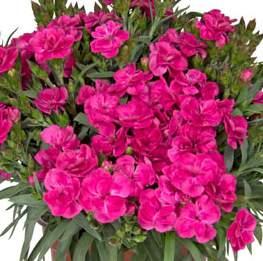77814 Pretty Becky Dianthus