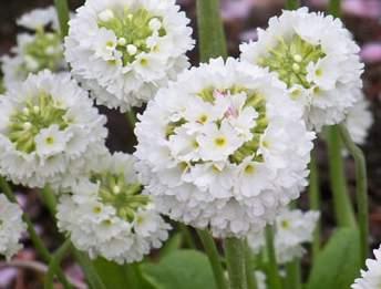 Pierwiosnek 79070 Alba Primula