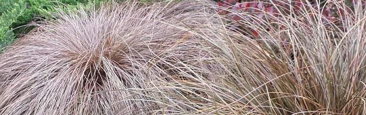 pendula 79804 Red Rooster Carex