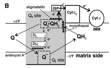 Produkcja O 2 - w kompleksie III łańcucha oddechowego - Inhibitory kompleksu III: * Myxothiazol: blokuje miejsce Q o uniemożliwiając przeniesienie elektronu z QH 2 do centrów Fe-S i cytochromu b.