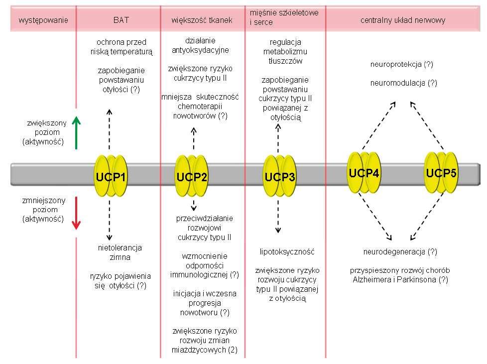 Białka rozsprzęgające (UCP)
