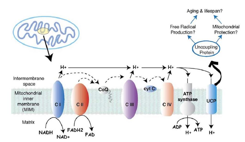 UCP w łańcuchu oddechowym - Niedobór UCP może zwiększać produkcję ATP w mitochondriach.