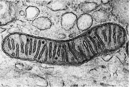 Źródła ROS w komórce - Łańcuch oddechowy w mitochondriach (najważniejsze