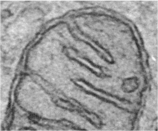 Mitochondrium - Zewnętrzna błona mitochondrialna: * stosunek wagowy białek do fosfolipidów: ~1:1 * duża zawartość poryn - Cząsteczki o masie do ~6 kda mogą swobodnie dyfundować do przestrzeni