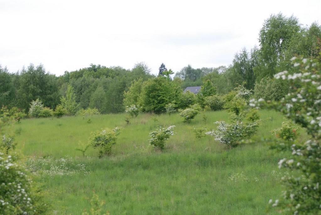 Gatunek charakterystyczny (Ch.) dla: Ass. Berteroetum incanae Holcus lanatus L. kłosówka wełnista Gatunek charakterystyczny (Ch.) dla: Cl. Molinio-Arrhenatheretea Valeriana officinalis L.