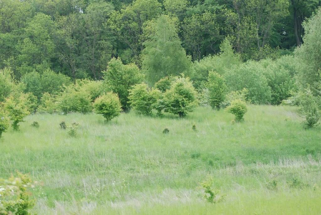 Fot. Widok na południową część działki nr 48 Rów w środkowej i południowej części działki nr