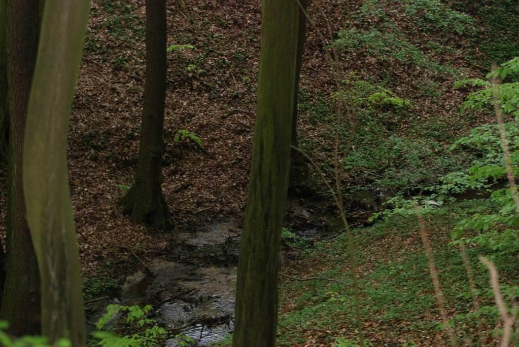 licznym na tym terenie był również kuklik pospolity Geum urbanum, który jest charakterystyczny dla rzędu Glechometalia hederaceae (Cl. Artemisietea vulgaris). Fot.