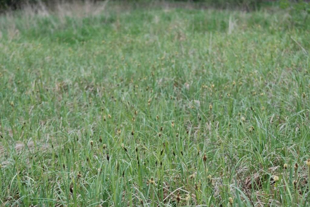 Ass. Caricetum gracilis (zespół turzycy zaostrzonej) Dość licznie występowała również turzyca brzegowa Carex riparia Curtis, która jest gatunkiem charakterystycznym dla zespołu Caricetum ripariae (Cl.