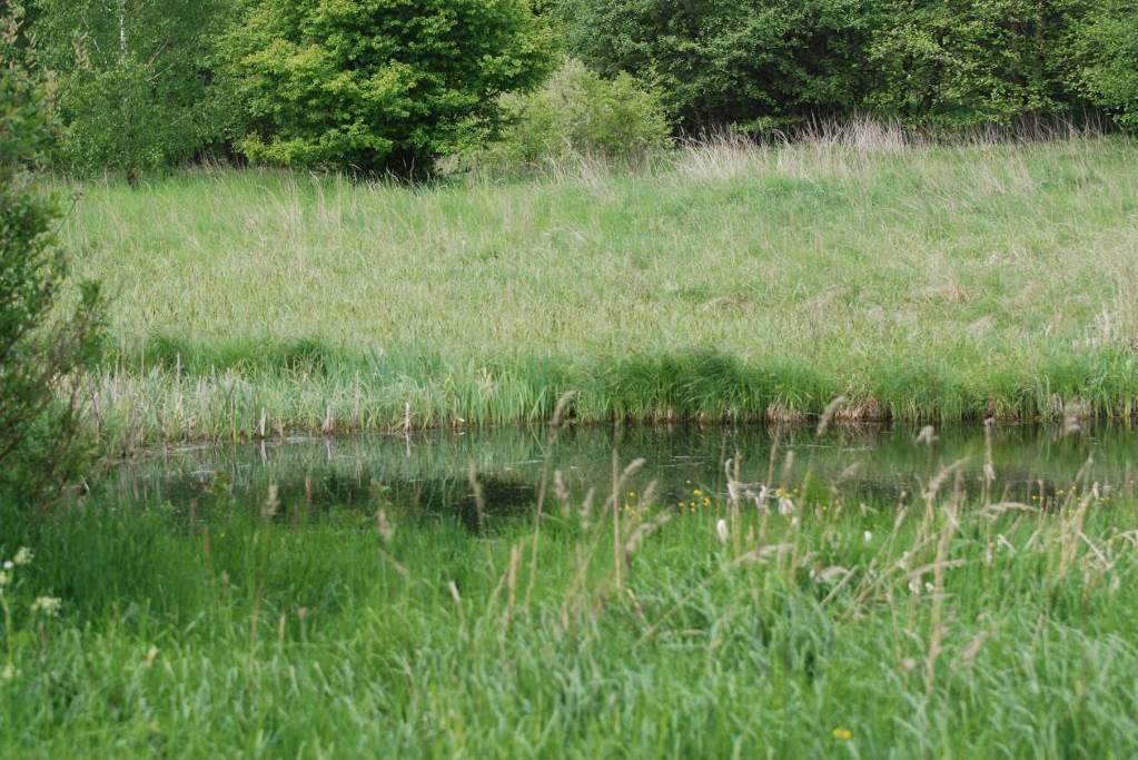 Fot. Widok na oczko wodne w granicach działki nr 12 W oczku wodnym występował wywłócznik kłosowy Myriophyllum spicatum, który jest gatunkiem charakterystycznym dla zespołu Myriophylletum