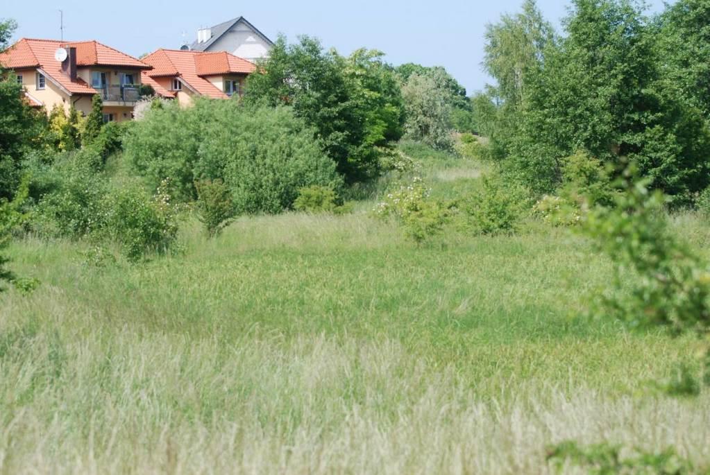 2) Działka nr 48 Drzewa i krzewy Fot. Widok na północną część działki nr 12 Stwierdzone gatunki nie identyfikują siedliska przyrodniczego z Załącznika I Dyrektywy Siedliskowej.