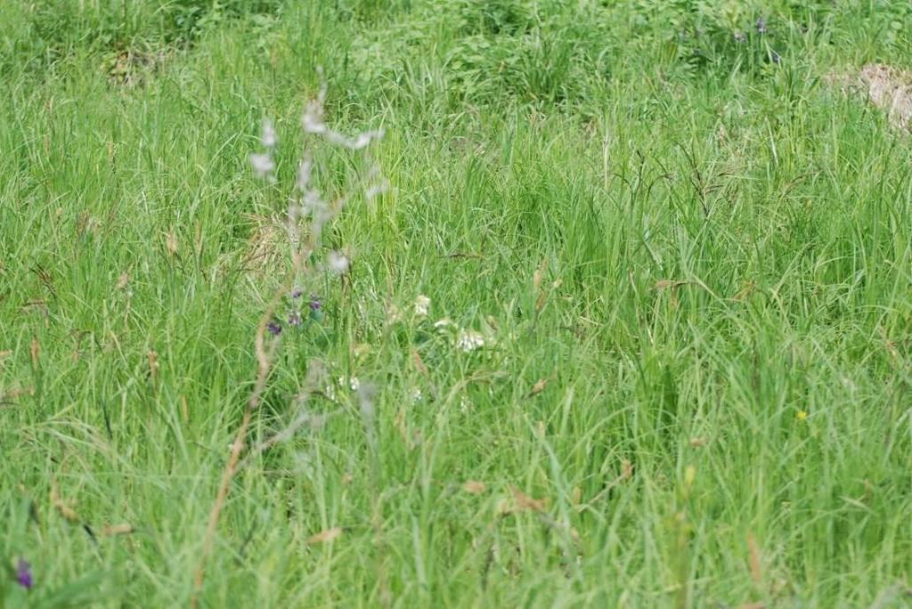 Fot. Szuwar turzycowy w zachodniej części działki nr 48 Na terenie licznie występował ostrożeń warzywny Cirsium oleraceum, który jest gatunkiem charakterystycznym dla Angelico-Cirsietum oleracei R.Tx.