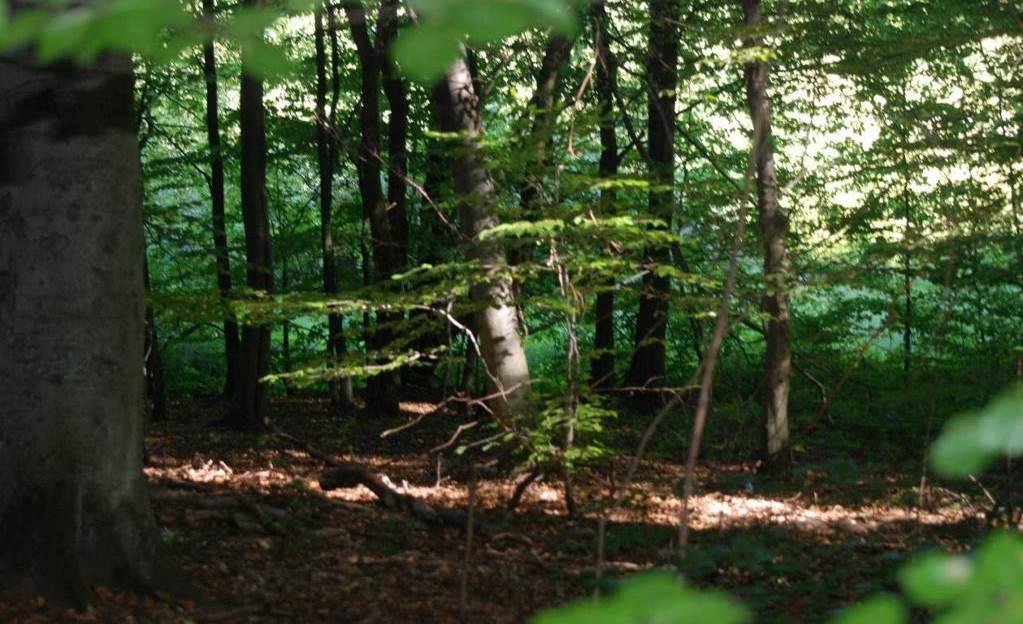 Fot. Widok na las i siedlisko przyrodnicze o kodzie 9110-1 poza granicami przedmiotowych działek nr 12 i 48 i po ich stronie południowej 4. FAUNA.