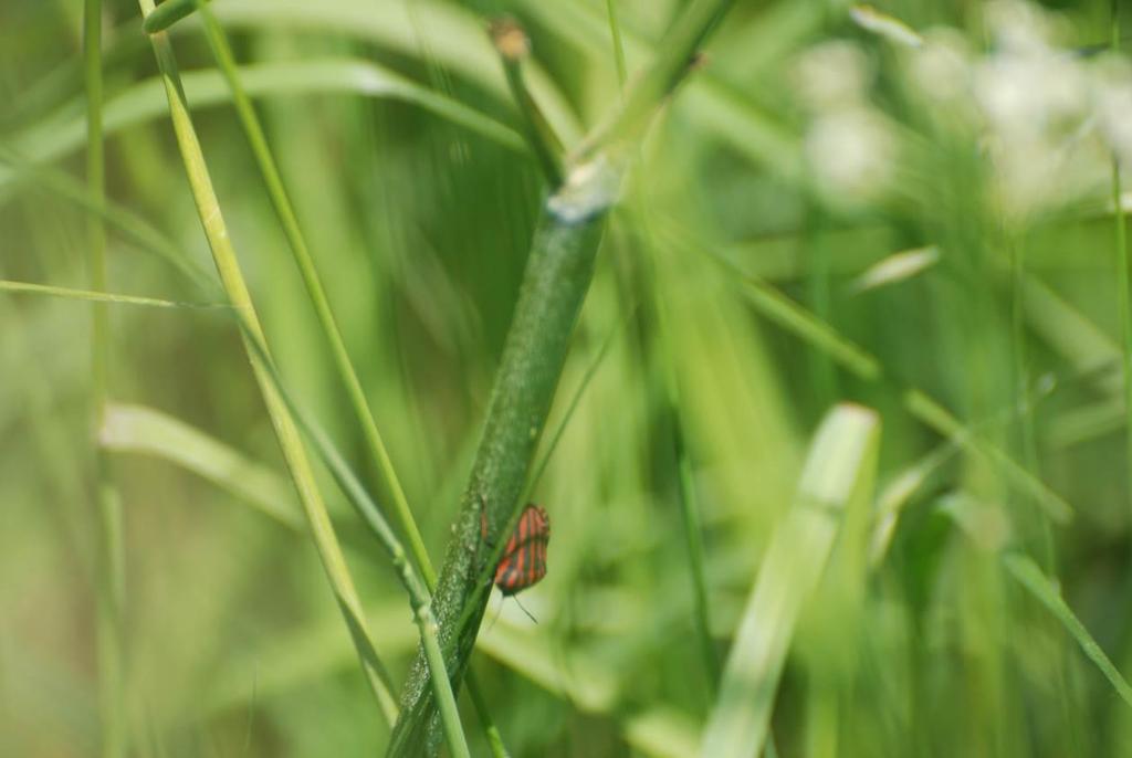 Nartnik duży (Gerris lacustris) Fot. Strojnica baldaszkówka (Graphosoma lineatum) Motyle Lepidoptera Polowiec szachownica (Melanargia galathea syn.