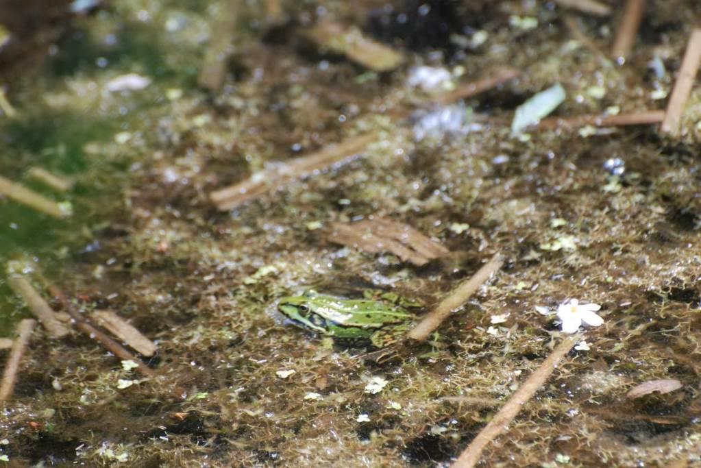 - zaskroniec zwyczajny Natrix natrix (ochrona