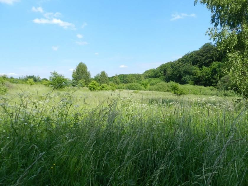 Dzięcioł duży Dendrocopos major. Lęgowy w kompleksie leśnym. Ochrona gatunkowa ścisła. Polska populacja liczy 400-800 tyś.