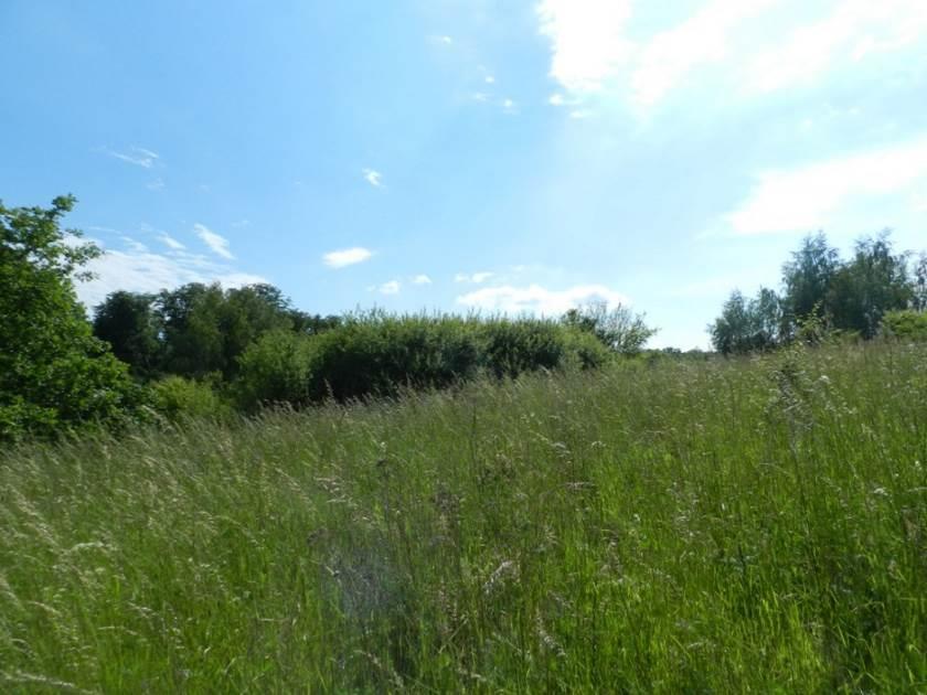 Fot. Sukcesyjne zarastanie działek