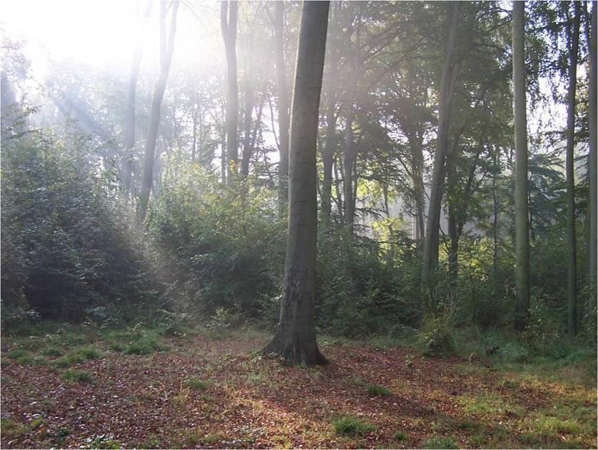 Fot. Wzgórze Kupały miejsce występowania muchołówki małej, dzięcioła czarnego, siniaka 6. ZALECENIA.