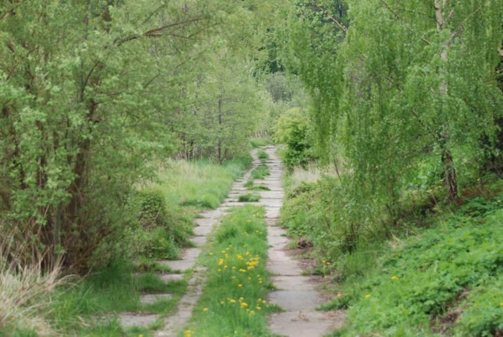 Fot. Widok na działkę nr 4 (ulica Iwanowa Jerzego Szajnowicza) Na działce nr 4 i w jej sąsiedztwie stwierdzono następujące gatunki roślin: Leontodon hispidus L.