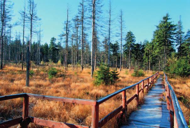 sąsiada labiryntu Błędnych Skał. Długie Mokradło znajduje się na wysokości 850 m n.p.m., około 1 km na południowy wschód od Błędnych Skał.
